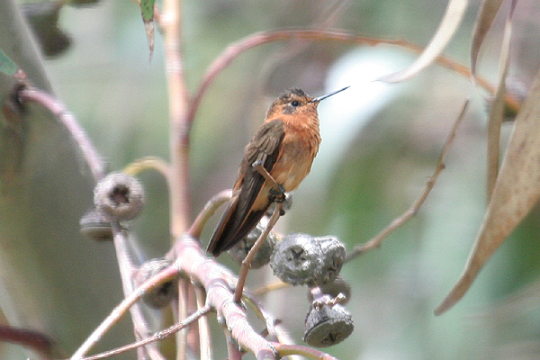 Shining Sunbeam by Mick Dryden