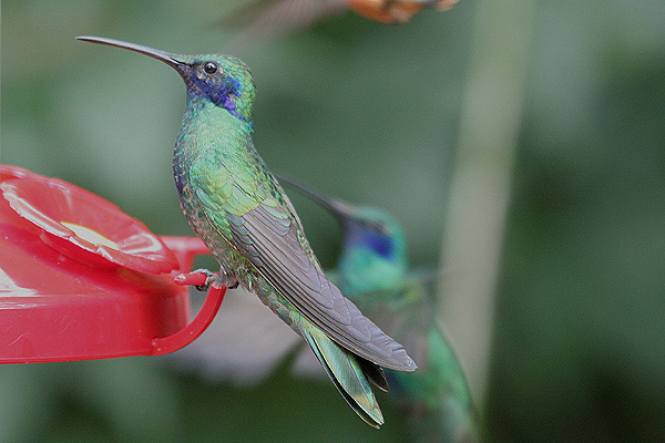 Sparkling Violetear by Mick Dryden