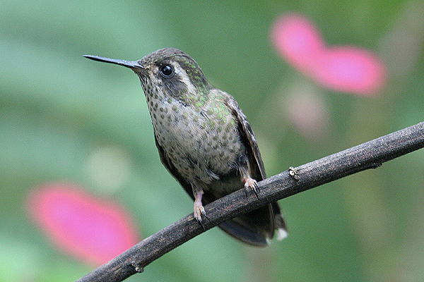 Speckled Hummingbird by Mick Dryden