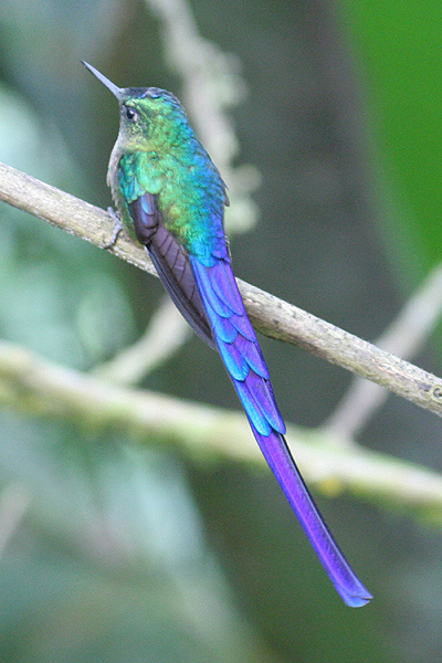 Violet-tailed Sylph by Mick Dryden