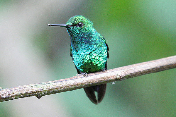 Western Emerald by Mick Dryden