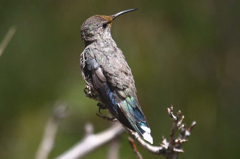 White-sided Hillstar by Mick Dryden