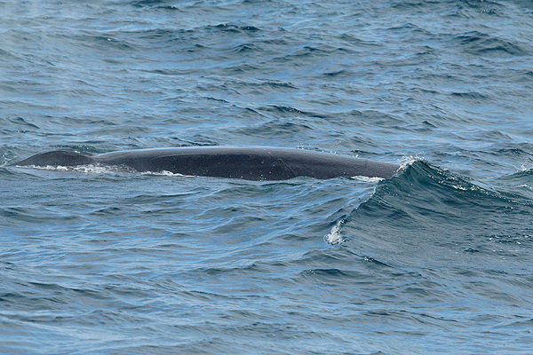 Bryde's Whale by Mick Dryden