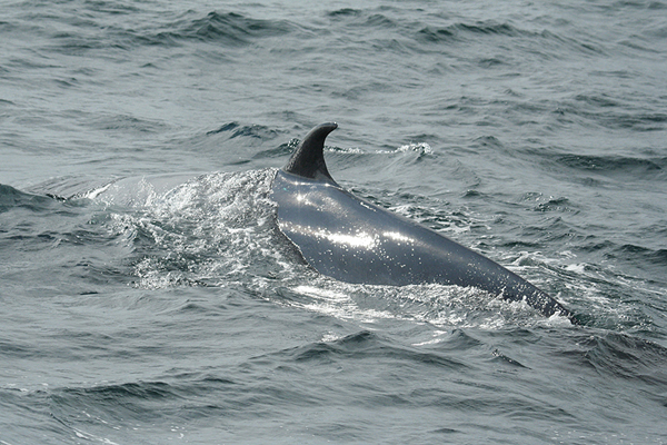 Bryde's Whale by Mick Dryden