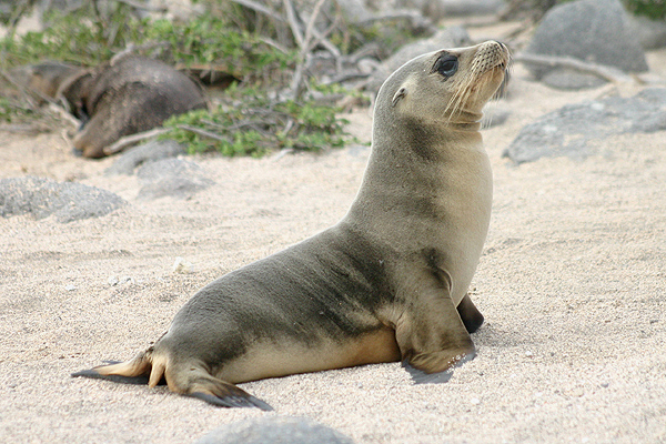 Galapagos Sea Lion by Lynne Dryden