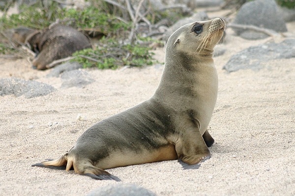 Galapagos Sea Lion by Lynne Dryden