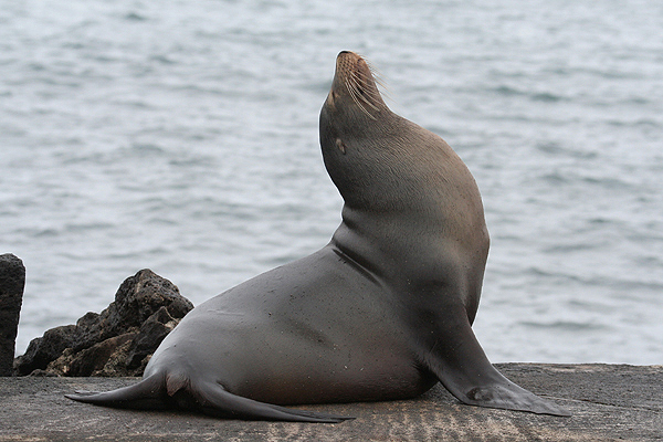 Galapagos Sea Lion by Mick Dryden