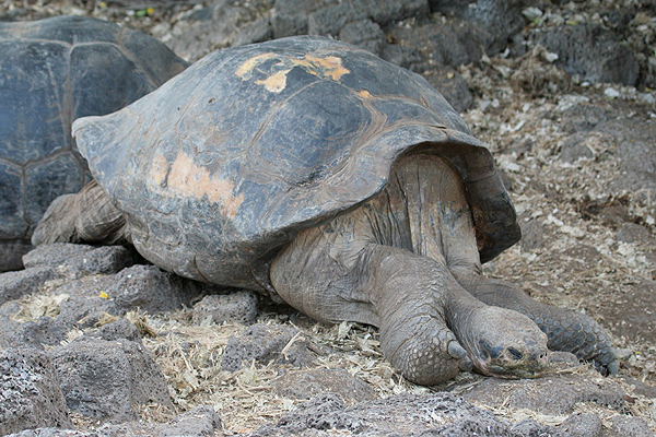 Giant Tortoise by Mick Dryden