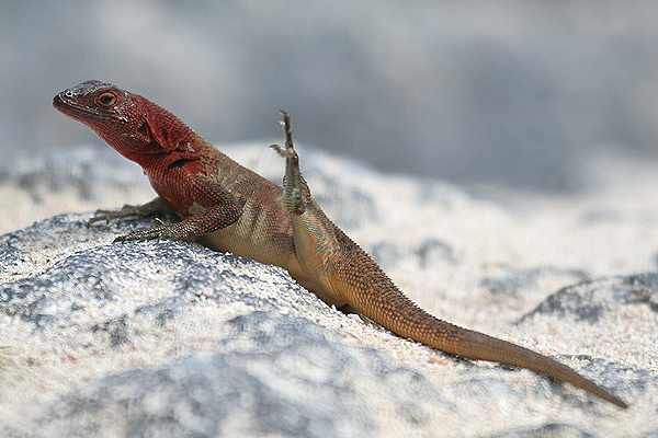 Espanola Lava Lizard by Mick Dryden