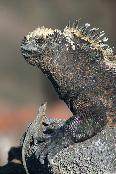 Marine Iguana by Lynne Dryden