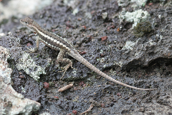 San Cristobal Lava Lizard by Mick Dryden