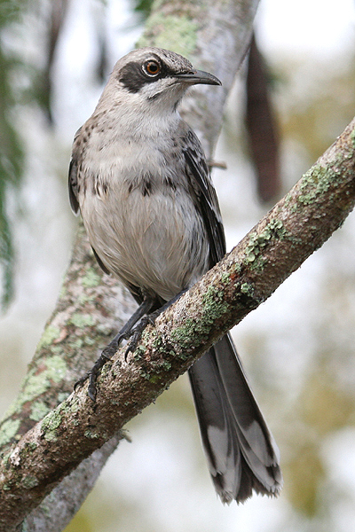 San Cristobal Mockingbird by Mick Dryden