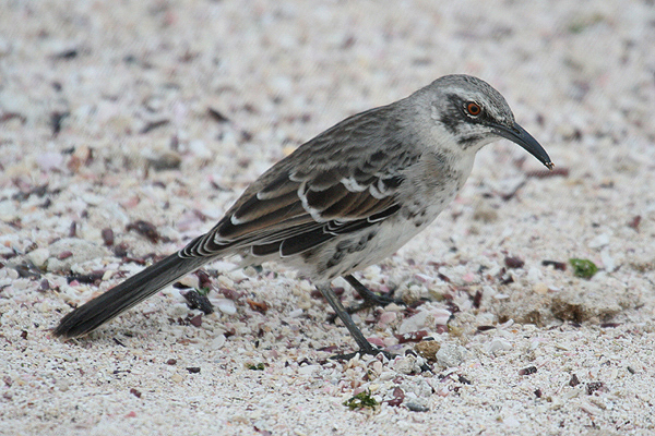 Espanola Mockingbird by Mick Dryden