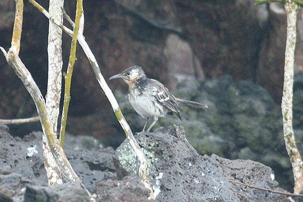 Floreana Mockingbird by Mick Dryden