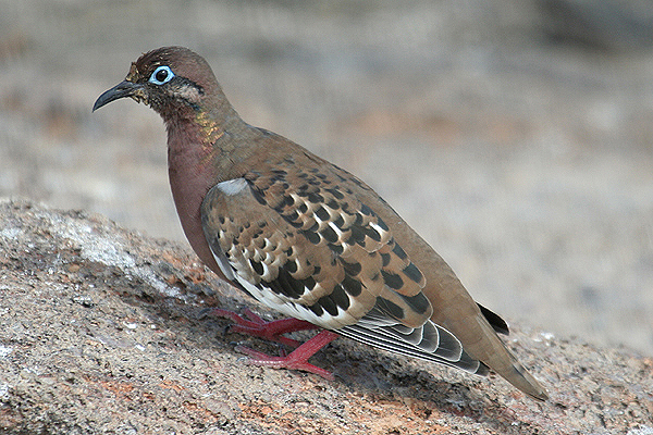 Galpagos Dove by Mick Dryden