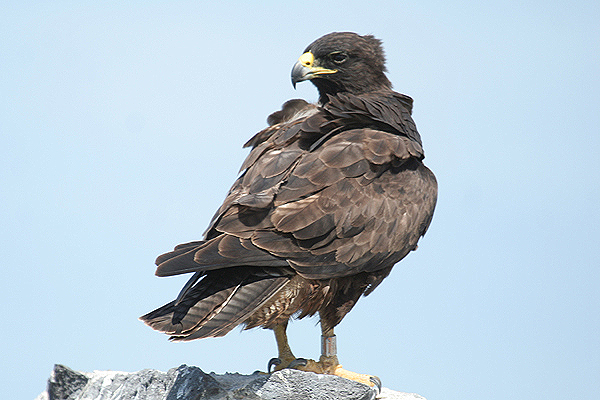 Galapagos Hawk by Mick Dryden
