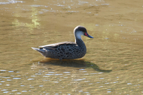 White-cheeked Pintail by Mick Dryden