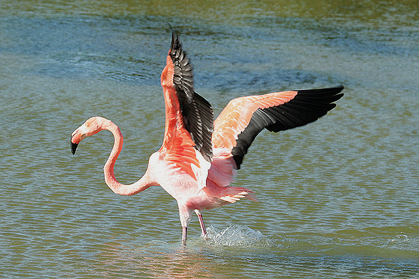 Greater Flamingo by Mick Dryden