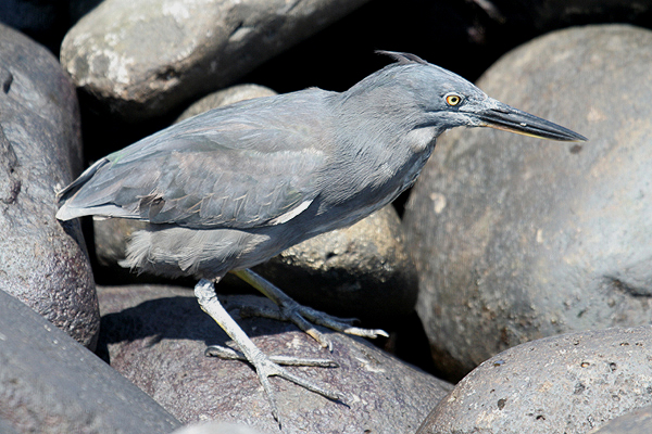 Lava Heron by Mick Dryden