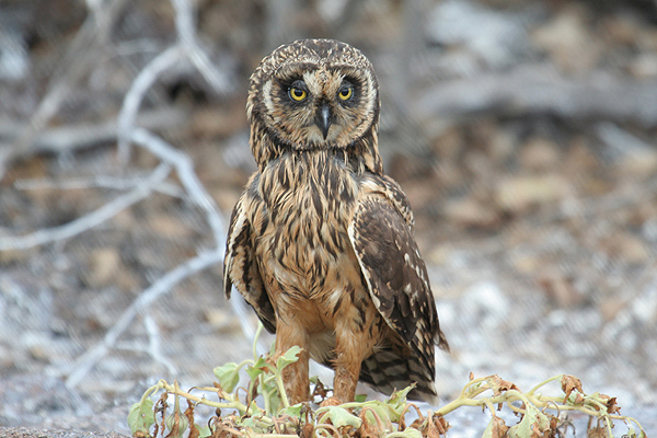 Short-eared Owl by Mick Dryden
