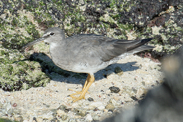 Wandering Tattler by Mick Dryden