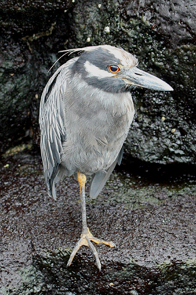 Yellow-crowned Night Heron by Mick Dryden