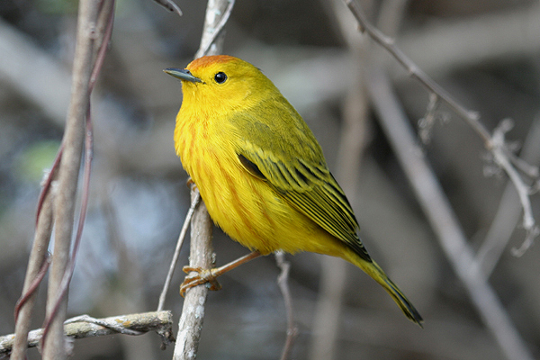 Yellow Warbler by Mick Dryden