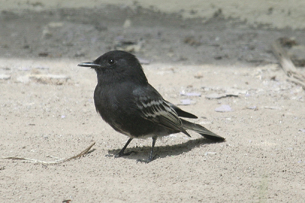 Black Phoebe by Mick Dryden