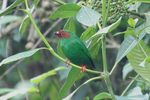 Grass-green Tanager by Mick Dryden