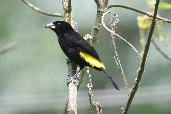 Lemon-rumped Tanager by Mick Dryden