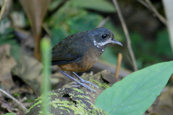 Moustached Antpitta by Mick Dryden