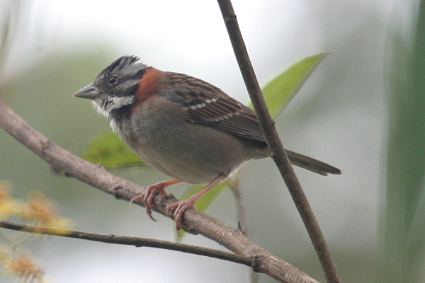 Rufous-collared Sparrow by Mick Dryden