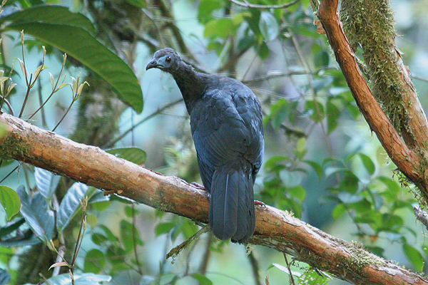 Sickle-winged Guan by Mick Dryden