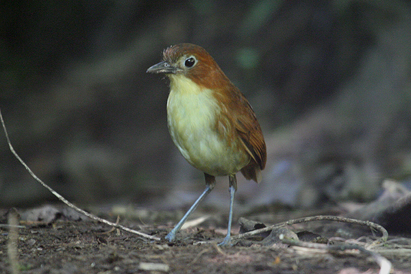 Yellow-breasted Antpitta by Mick Dryden