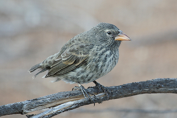 Cactus Finch by Mick Dryden