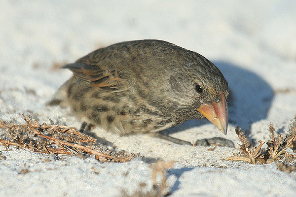 Large Cactus Finch by Mick Dryden