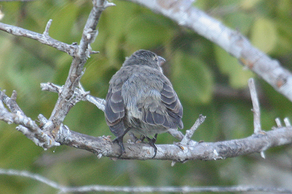 Mangrove Finch by Mick Dryden