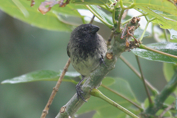 Medium Tree Finch by Mick Dryden