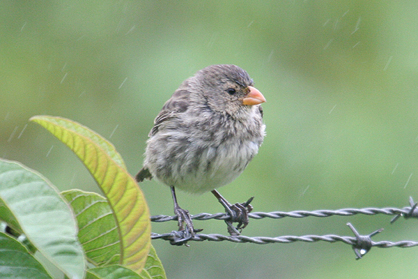 Medium Tree Finch by Mick Dryden