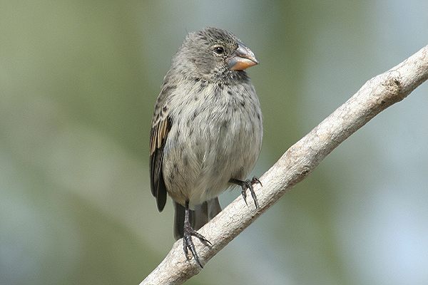 Medium Ground Finch by Mick Dryden