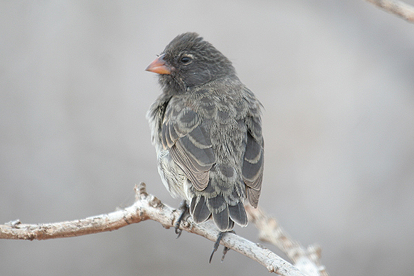 Small Ground Finch by Mick Dryden