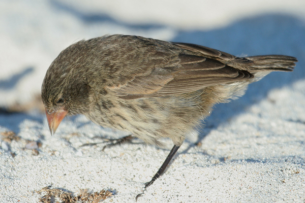 Sharp-beaked Finch by Mick Dryden