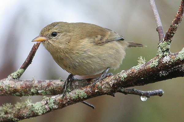 Warbler Finch by Mick Dryden