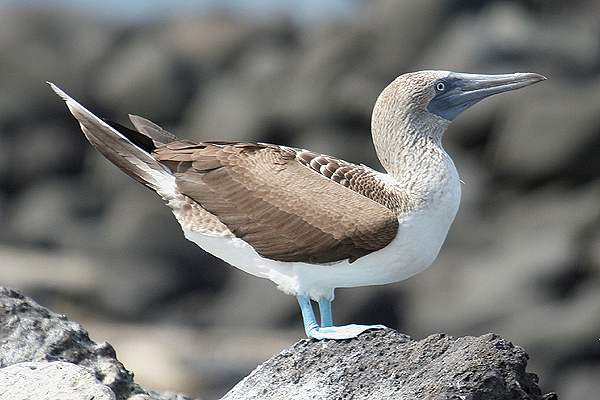 Blue-footed Booby by Mick Dryden