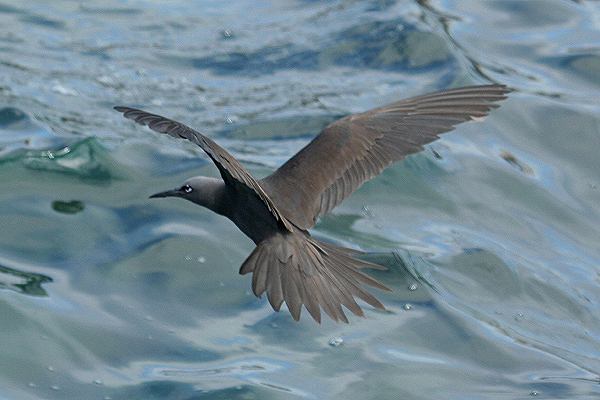 Common Noddy by Mick Dryden