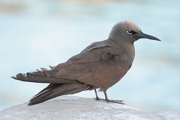 Common Noddy by Mick Dryden