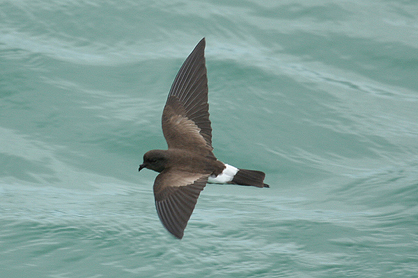 Elliot's Storm Petrel by Mick Dryden