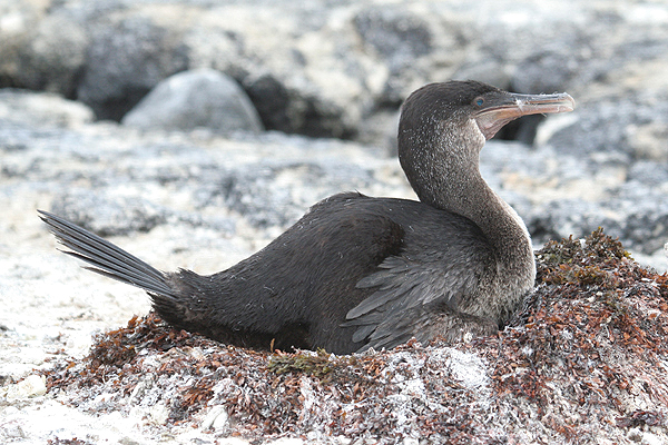 Flightless Cormorant by Mick Dryden