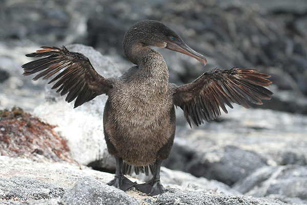 Flightless Cormorant by Mick Dryden