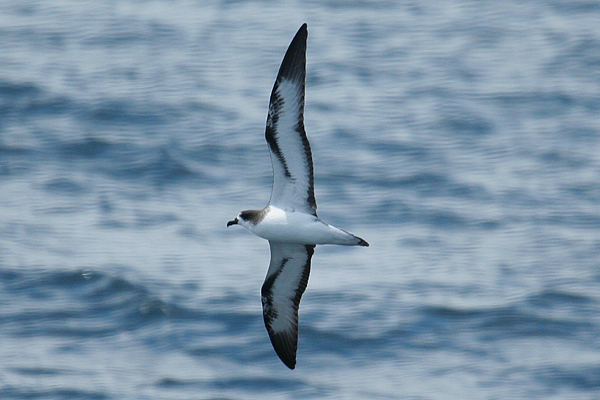 Galapagos Petrel by Mick Dryden